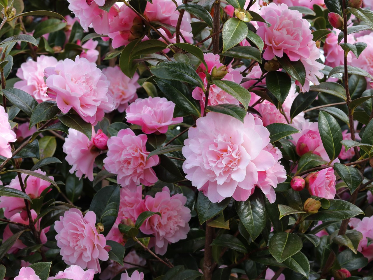 'C. 'Annette Carol'